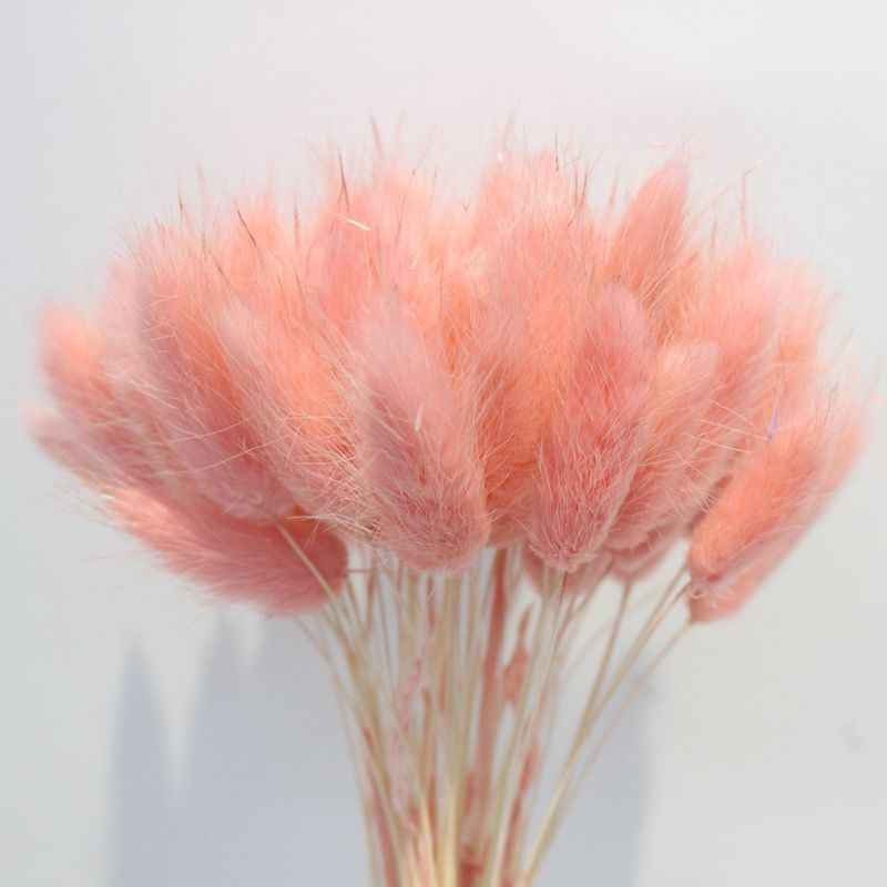 Lagurus salmon orange color, queue de lapin, mini pampa, shooting photo flower