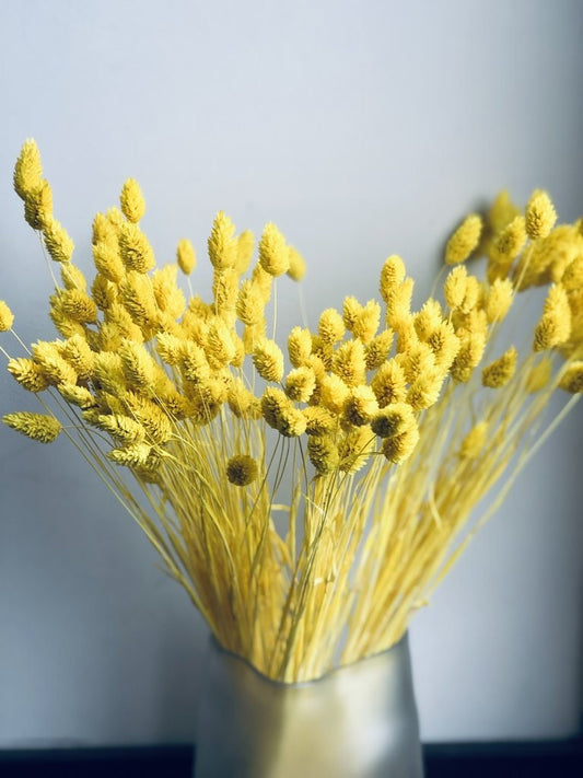 Phalaris yellow dyed color, canary grass, yellow bunch, 1É0g per bunch