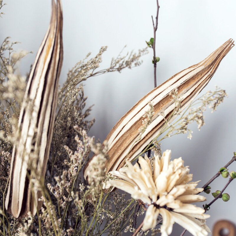 Dried bleached Okra pob on stem, rustic decoration, exotic fruit