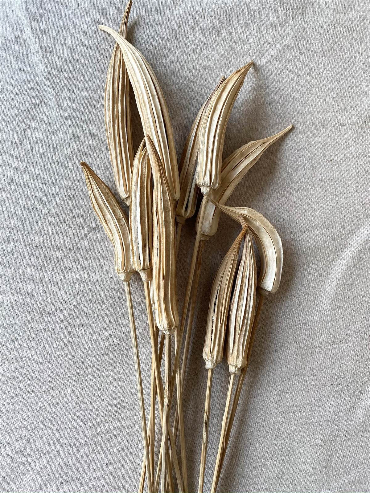 Dried bleached Okra pob on stem, rustic decoration, exotic fruit