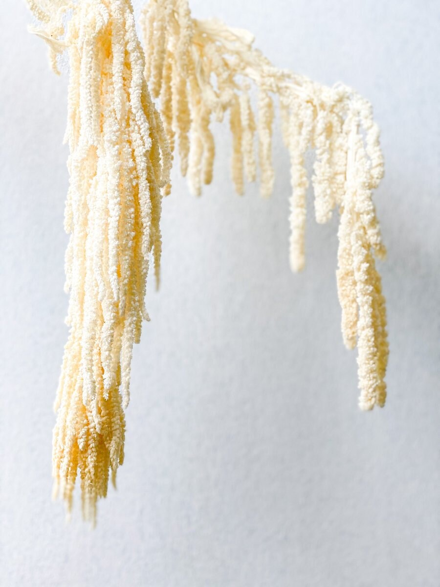 Hanging Preserved Amaranthus cream bleached- 6 -7 stems/ wall decoration, preserved foliage