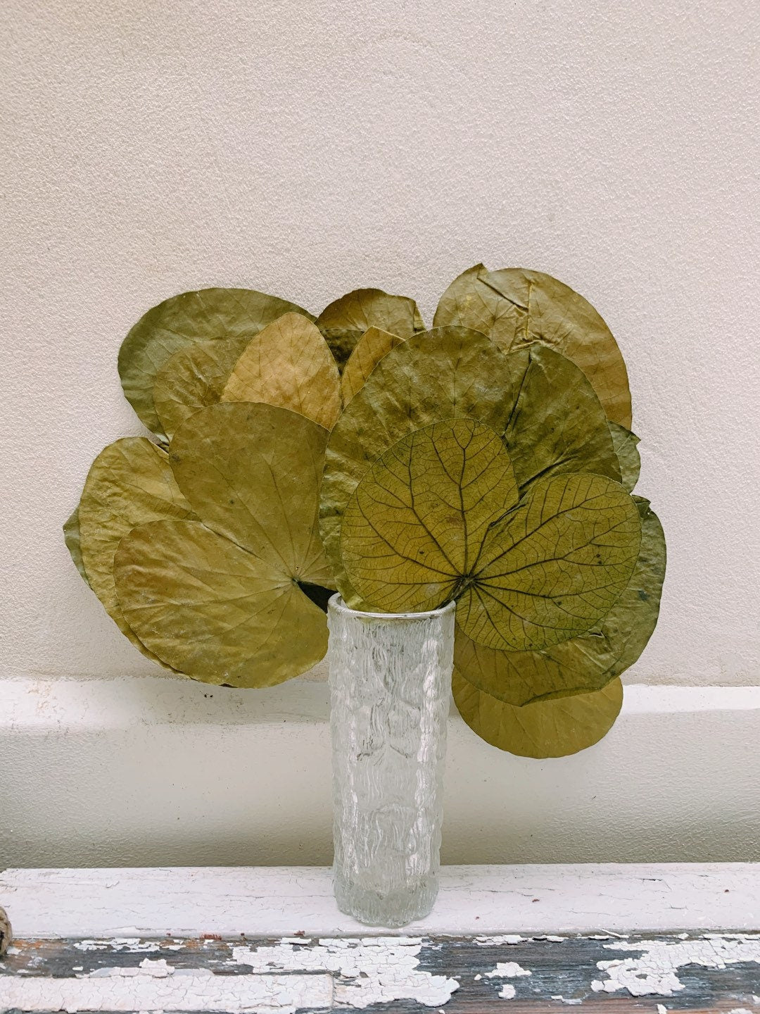 x8 stems Water lily dried/preserved leave, feuille de Nénuphar stabilisé, preserved foliage, preserved leaf