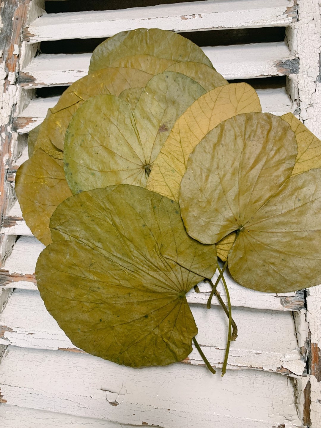 x8 stems Water lily dried/preserved leave, feuille de Nénuphar stabilisé, preserved foliage, preserved leaf