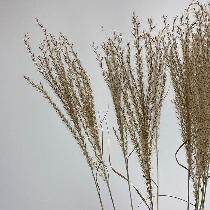 x10 stems Miscanthus natural, mini pampa, silver grass grey taupe