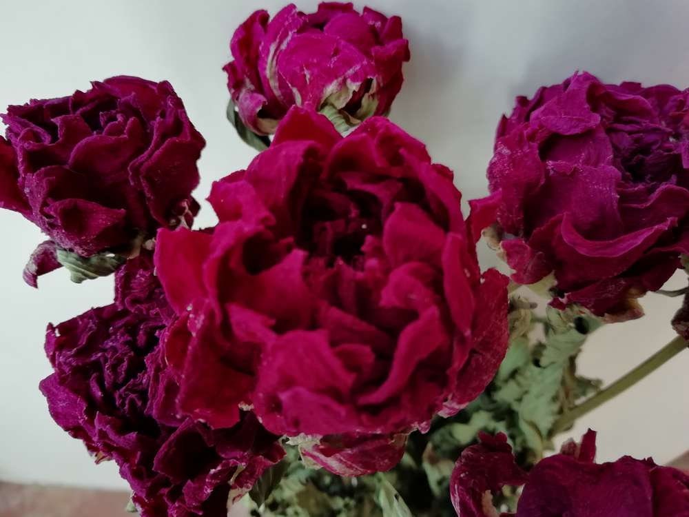 Bunch of medium pink dried peonies, pink peonies, dark pink peonies, dried peonies, pink dried flowers, pink flowers, pink peony