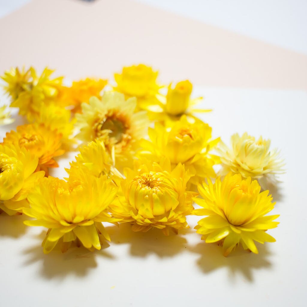 x12 tete de fleurs Helichrysum Jaune- Helichrysum orange, flower head, DYI