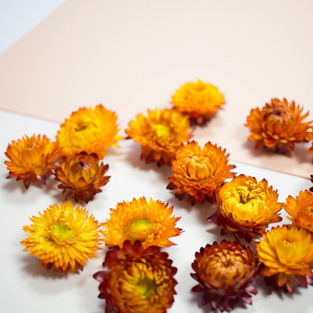 x12 tete de fleurs Helichrysum Jaune- Helichrysum orange, flower head, DYI