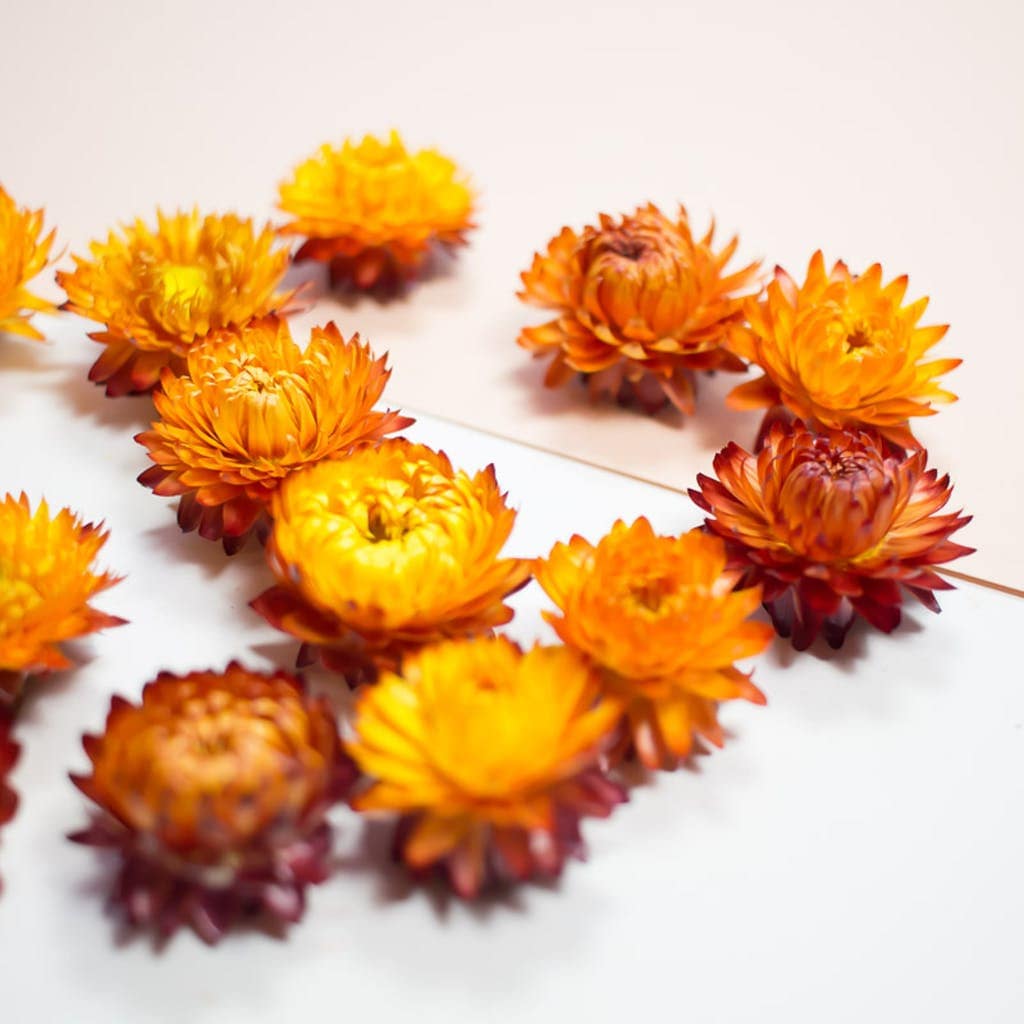 x12 tete de fleurs Helichrysum Jaune- Helichrysum orange, flower head, DYI