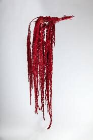 Hanging amaranthus red color - 6 -7 stems/ preserved flower, amaranthe preserve, wall decoration, home decor Length 70- 100cm