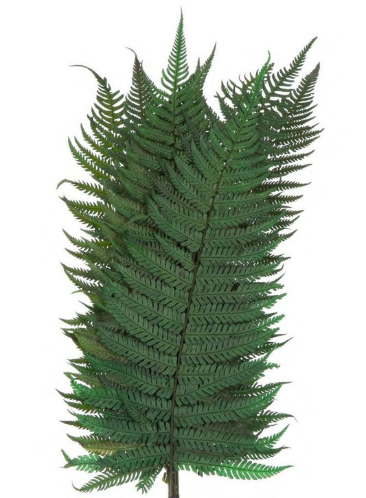 x10 Parchment fern dark green preserved 30cm - preserved leave, preserved foliage