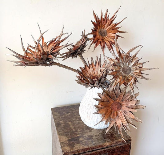 x5 natural wooden protea sulfuria, africain pod, rustic decoration