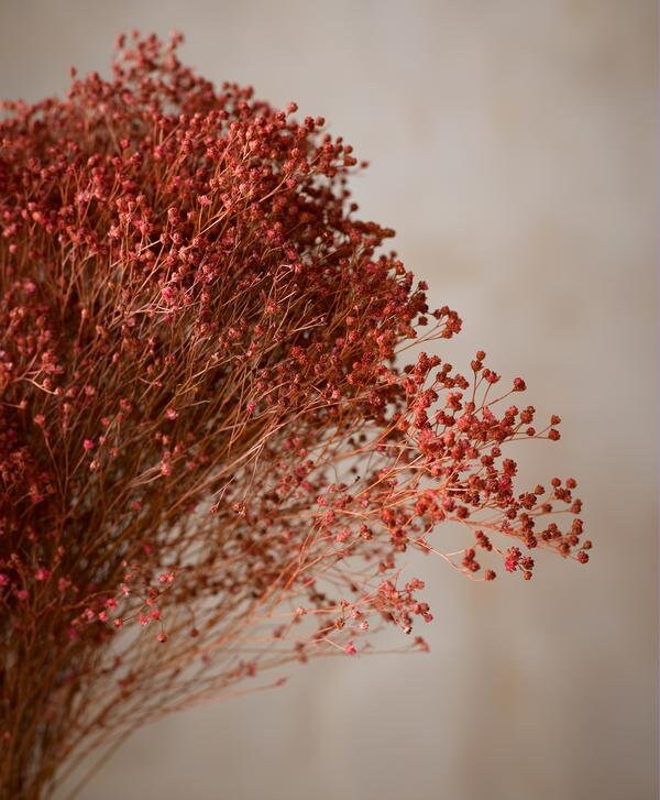 Dried bloom groom light red, baby bloom, decoration interieur, fleur séché, fleur de balai