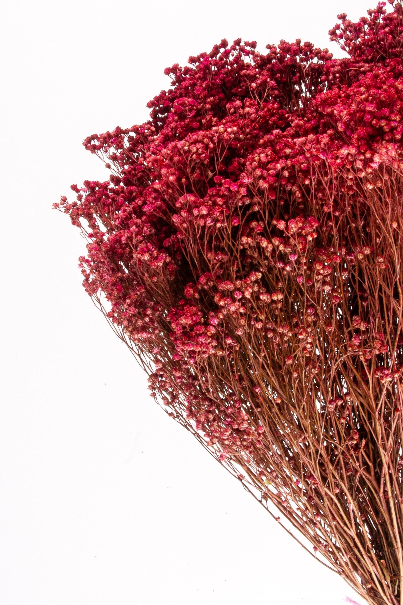 Dried bloom groom light red, baby bloom, decoration interieur, fleur séché, fleur de balai