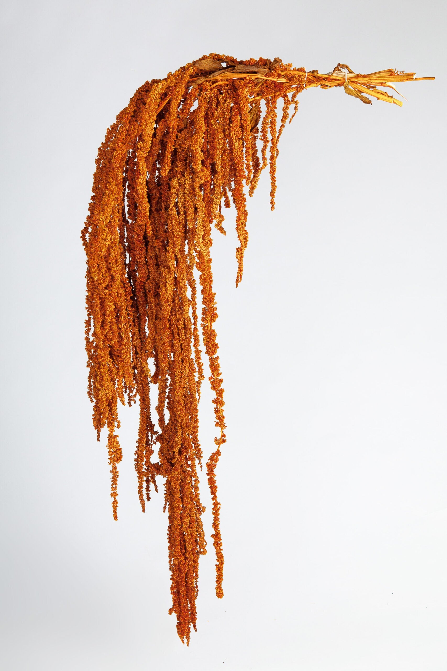 Hanging amaranthus burnt orange, preserved, hanging plant, wall decor