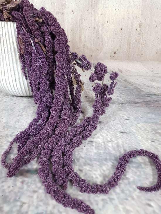 Preserved amaranthus vintage violet H50-80cm, wall decoration