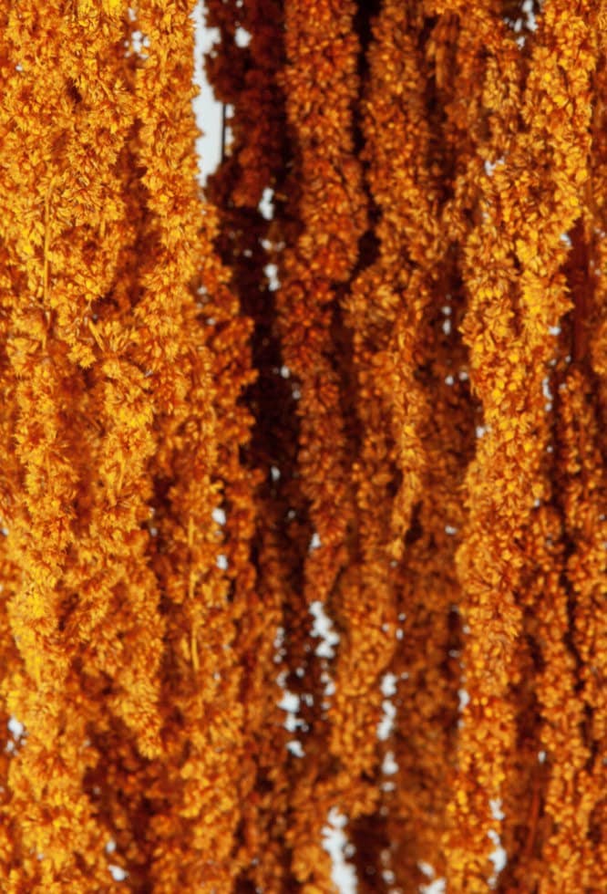 Hanging amaranthus burnt orange, preserved, hanging plant, wall decor