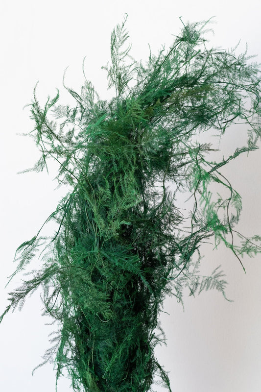 Asparagus plumosus green preserved, dried flower, fern preserved, kokedama art, DYI projet