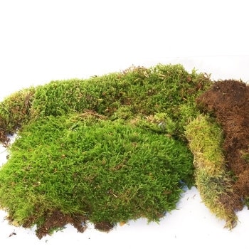 Dried flax moss green, wall decor, wall moss, terrarium DIY tool, reptile home