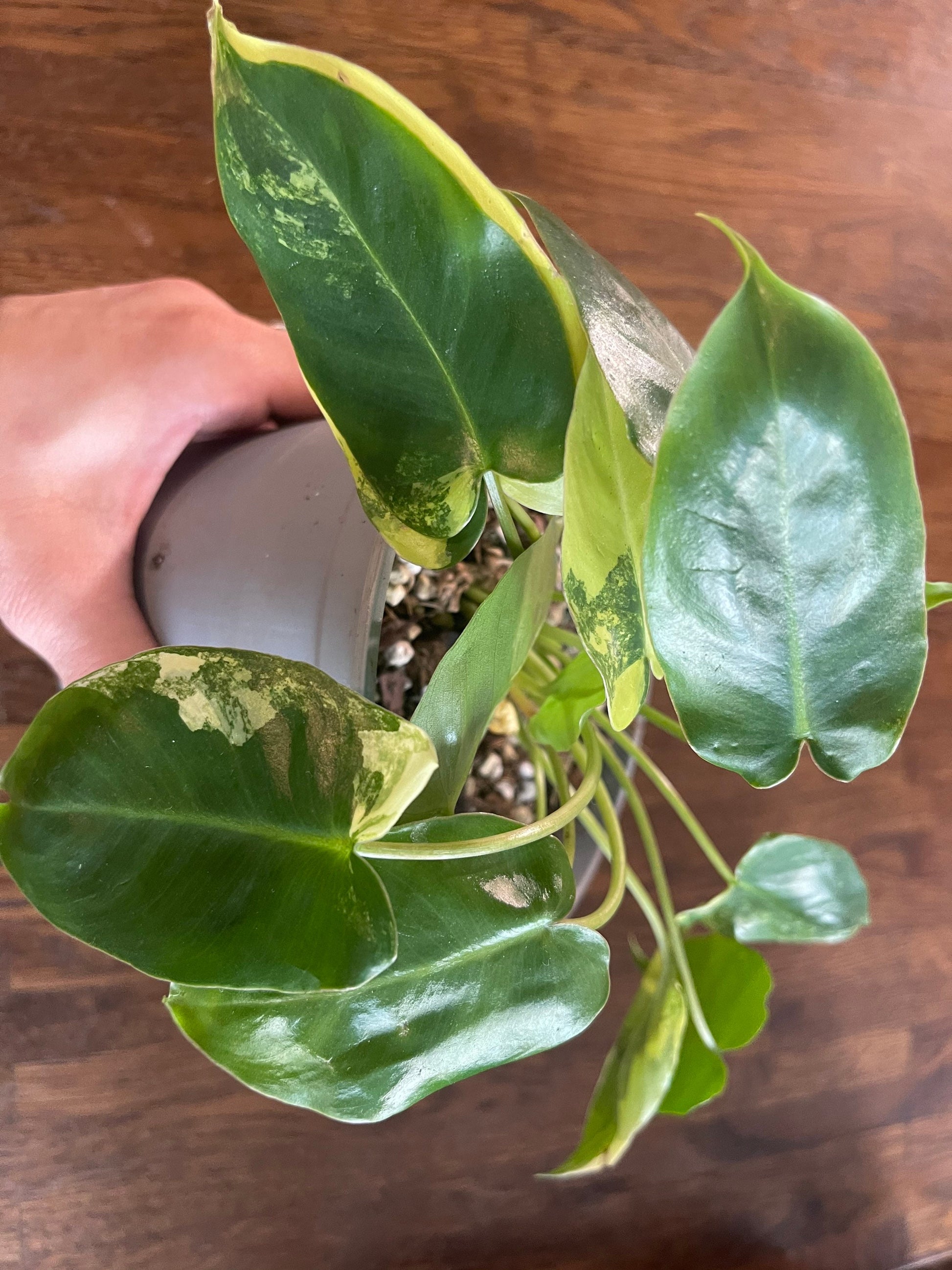 Philodendron burble marx variegated full plant #2 +ship with PHYTOSANITARY CERTIFICAT - express