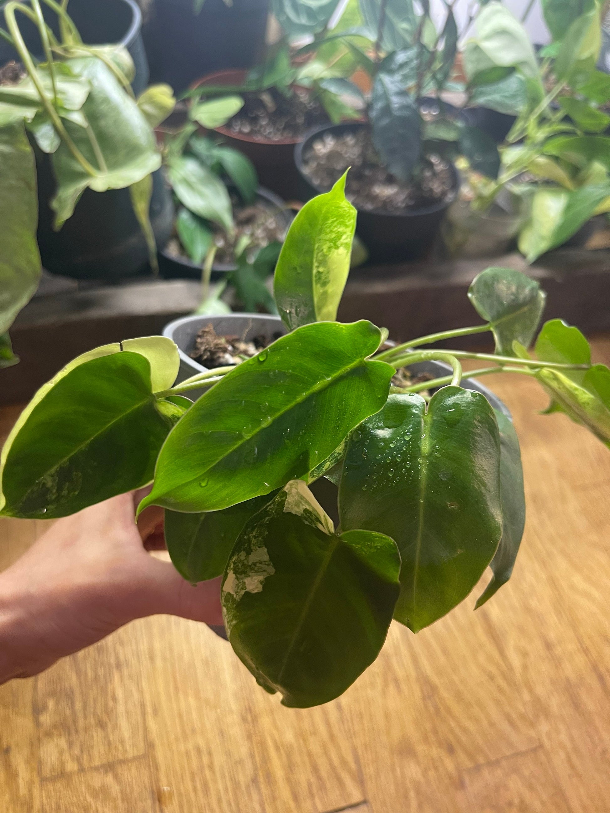 Philodendron burble marx variegated full plant #2 +ship with PHYTOSANITARY CERTIFICAT - express