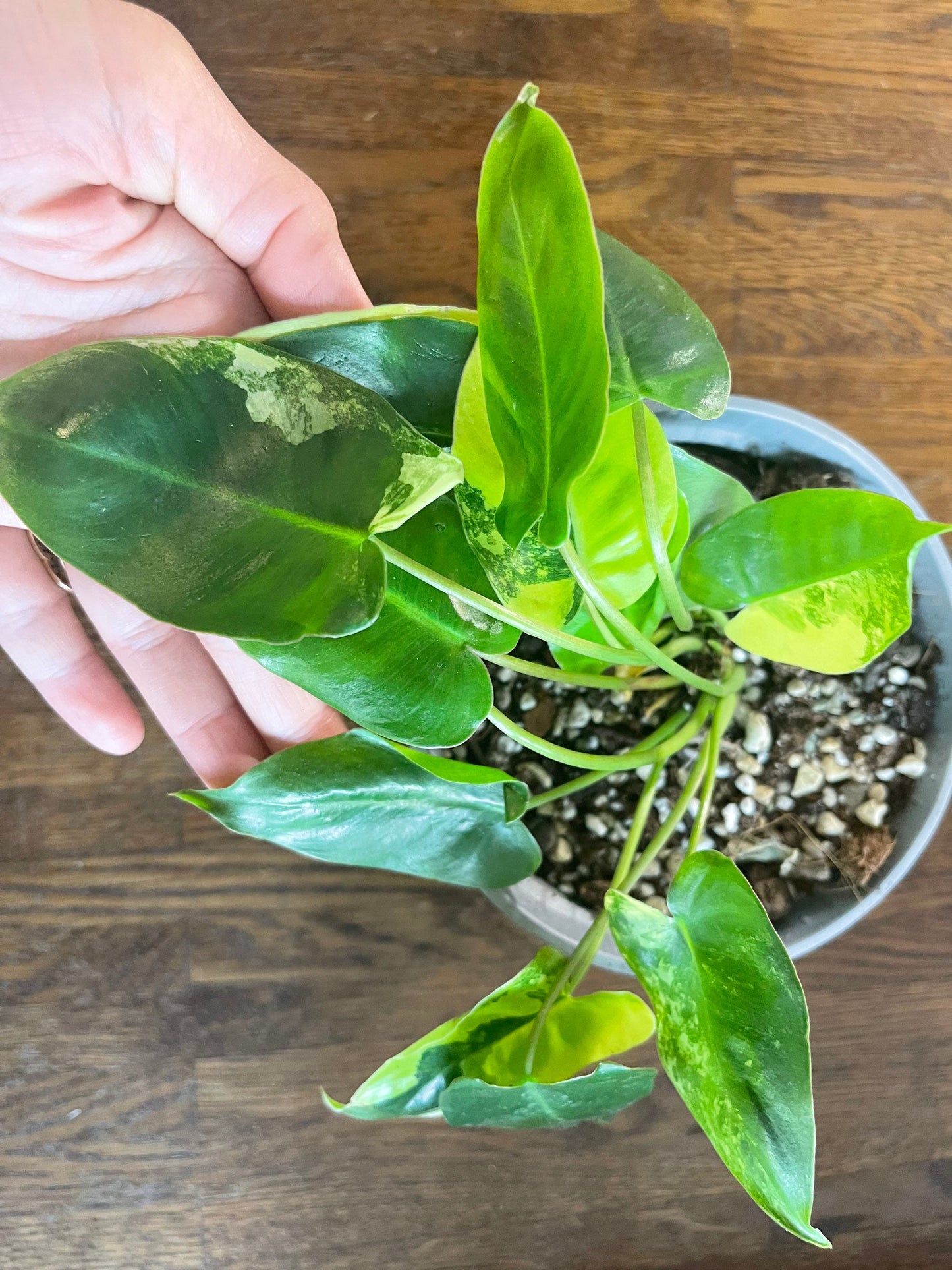 Philodendron burble marx variegated full plant #2 +ship with PHYTOSANITARY CERTIFICAT - express