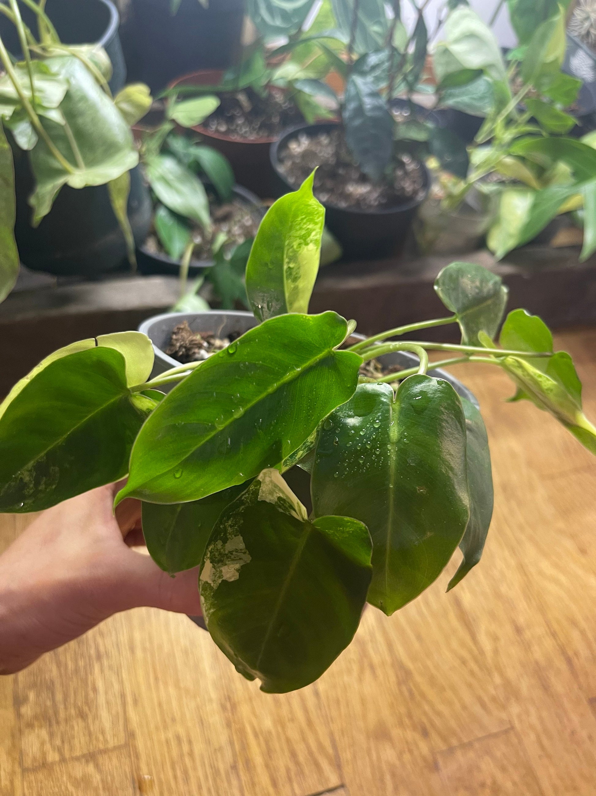 Philodendron burble marx variegated full plant #2 +ship with PHYTOSANITARY CERTIFICAT - express