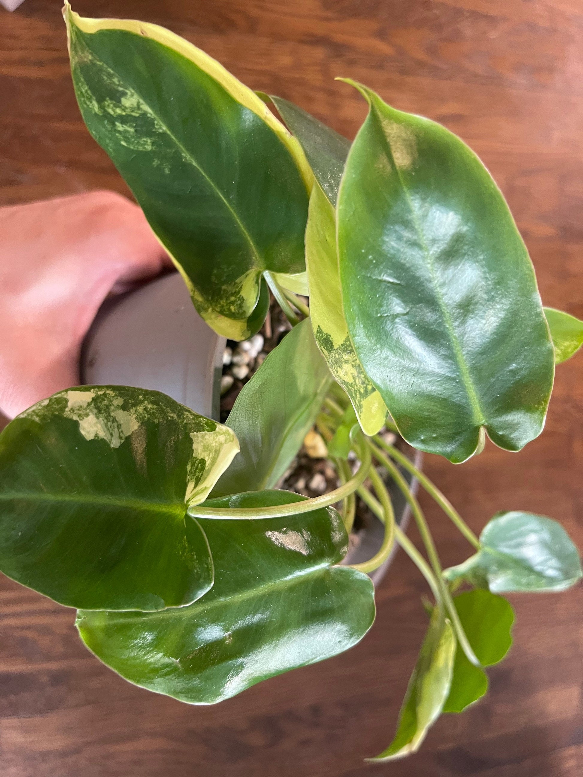 Philodendron burble marx variegated full plant #2 +ship with PHYTOSANITARY CERTIFICAT - express