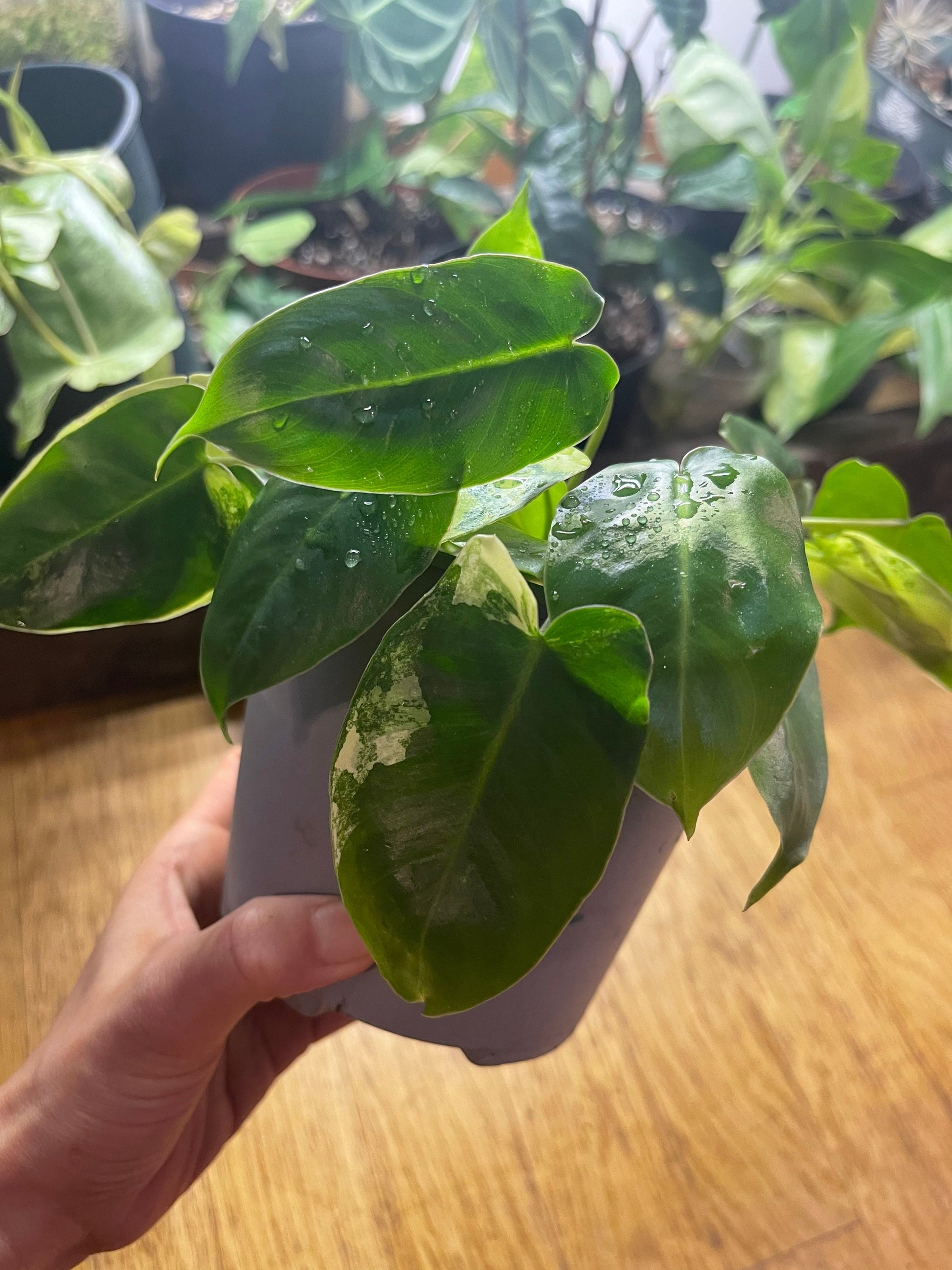 Philodendron burble marx variegated full plant #2 +ship with PHYTOSANITARY CERTIFICAT - express