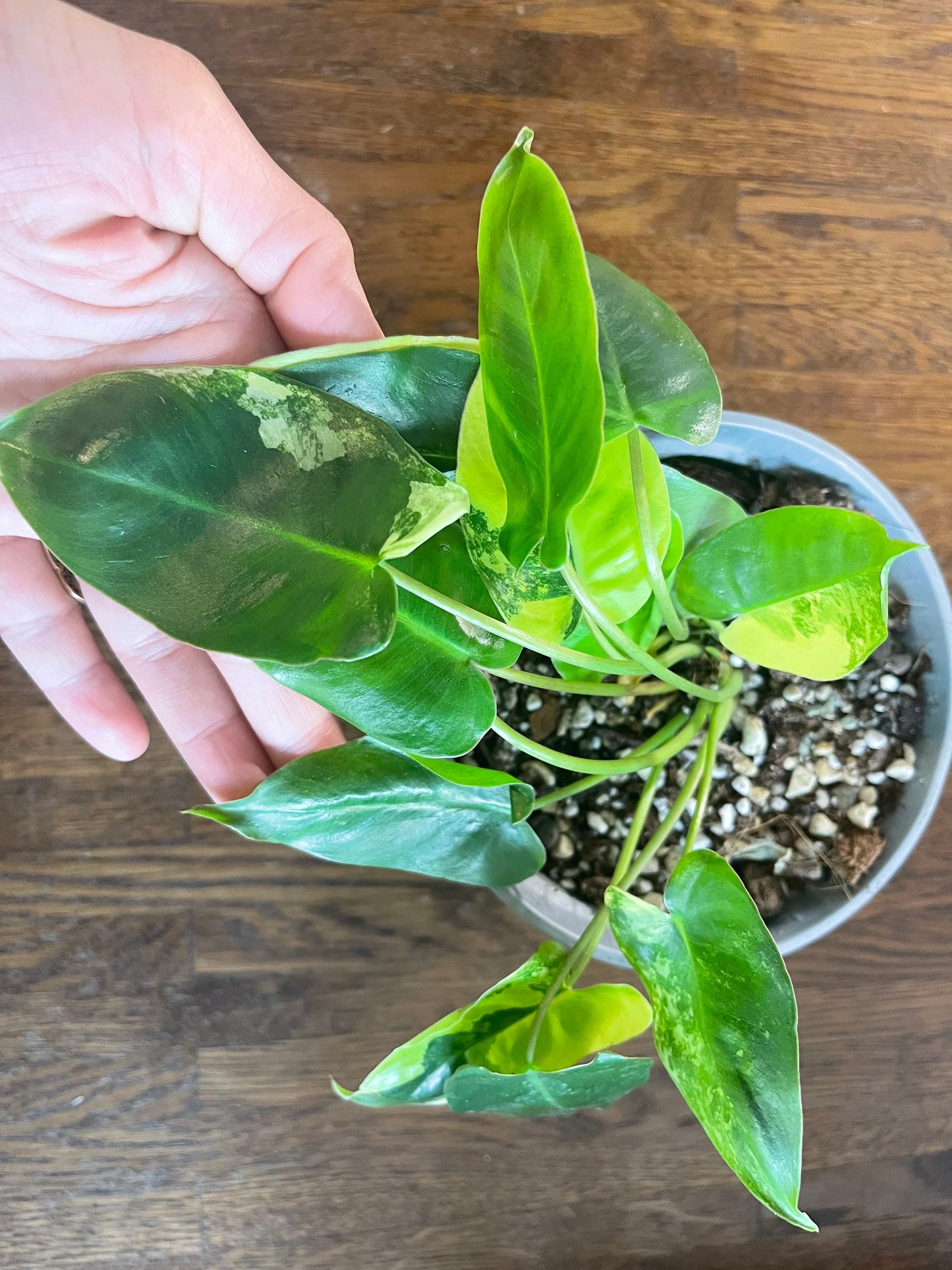 Philodendron burble marx variegated full plant #2 +ship with PHYTOSANITARY CERTIFICAT - express