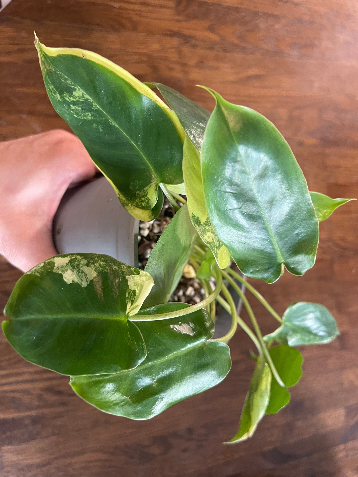 Philodendron burble marx variegated full plant #2 +ship with PHYTOSANITARY CERTIFICAT - express