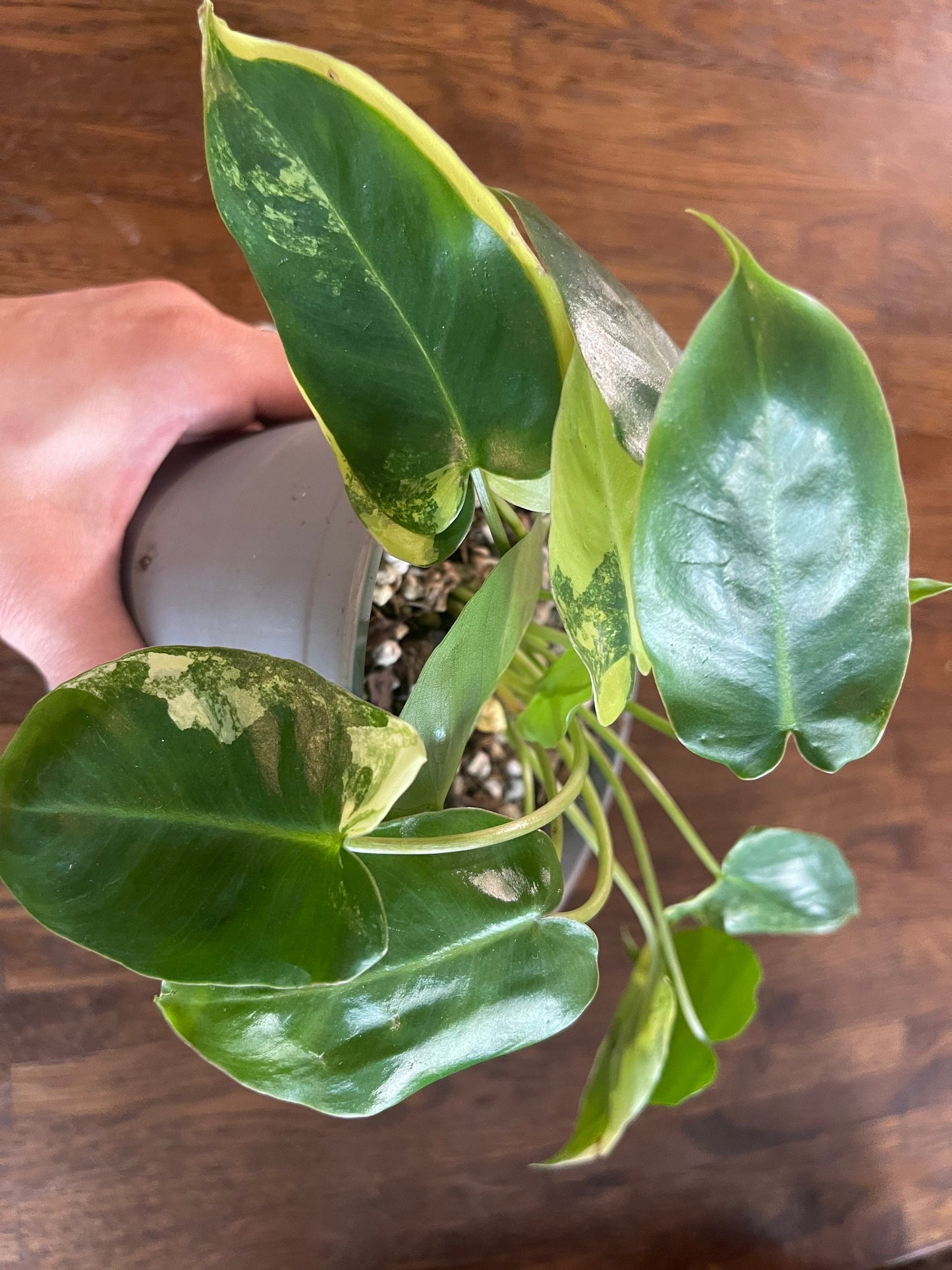 Philodendron burble marx variegated full plant #2 +ship with PHYTOSANITARY CERTIFICAT - express