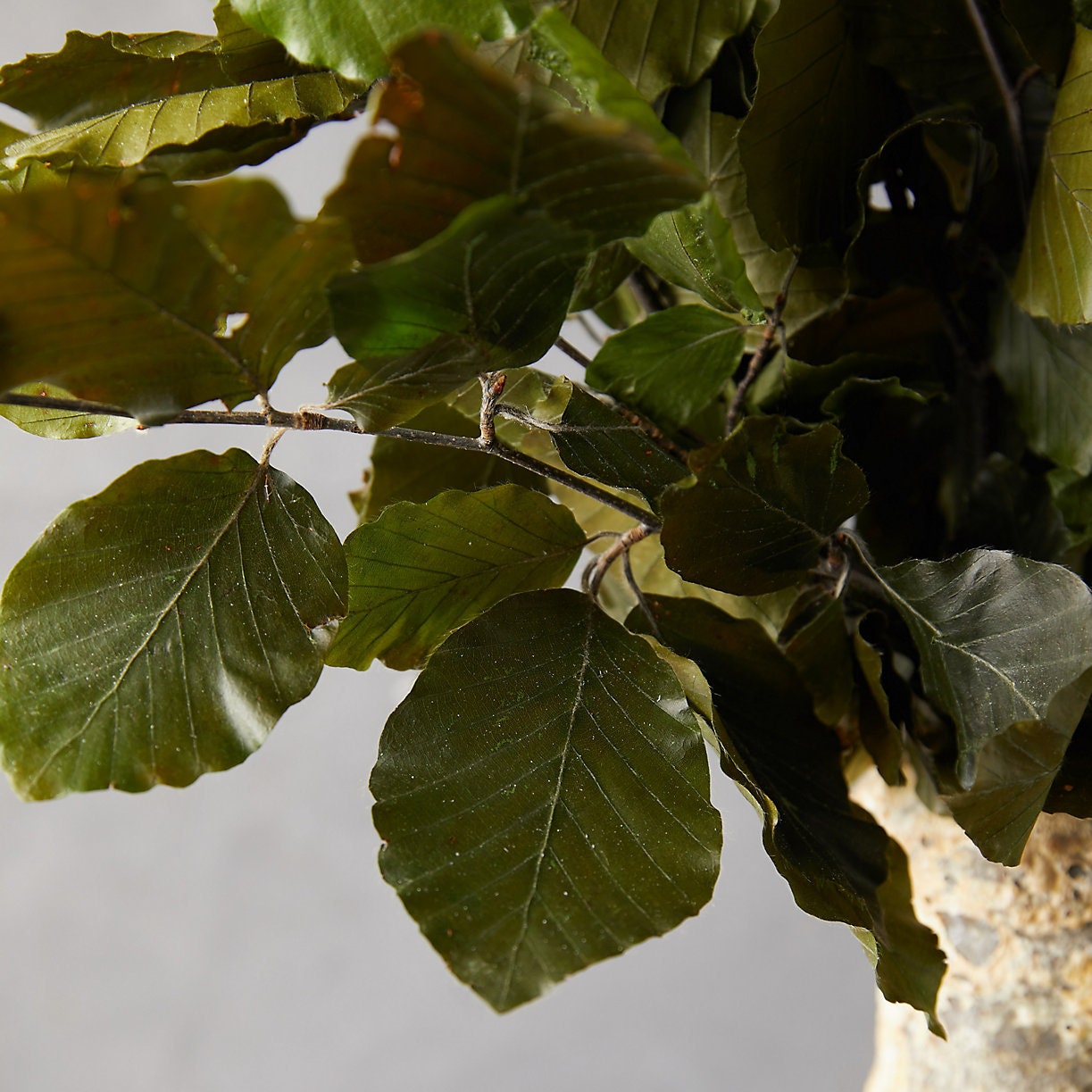 Preserved beech leave green, hanging decoration, wall interior decoration 40-50cm 100-120g/bunch