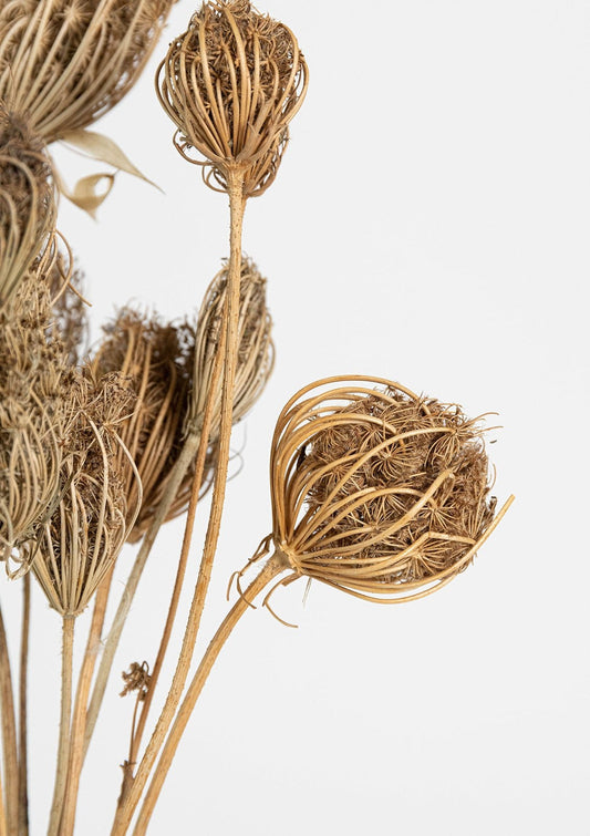 Dried natural Ammi manjus 10 branches