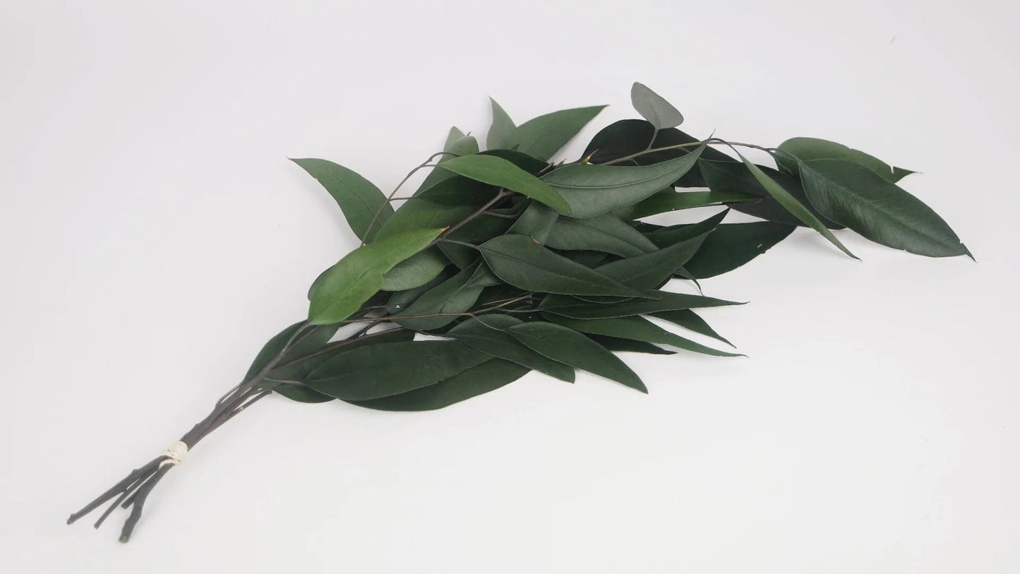 Preserved eucalytus willow, preserved leave, willow eucalyptus, dark green natural eucalyptus, preserved foliage