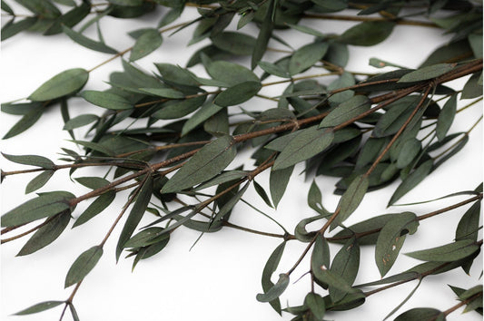Preserved eucalytus parvifolia green, preserved leaf, preserved foliage