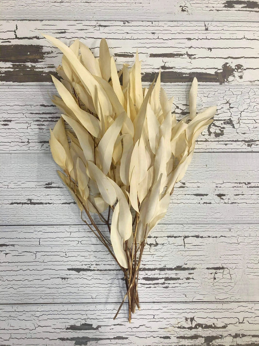 Preserved eucalytus willow, preserved leave, willow eucalyptus, ivory eucalyptus, preserved foliage