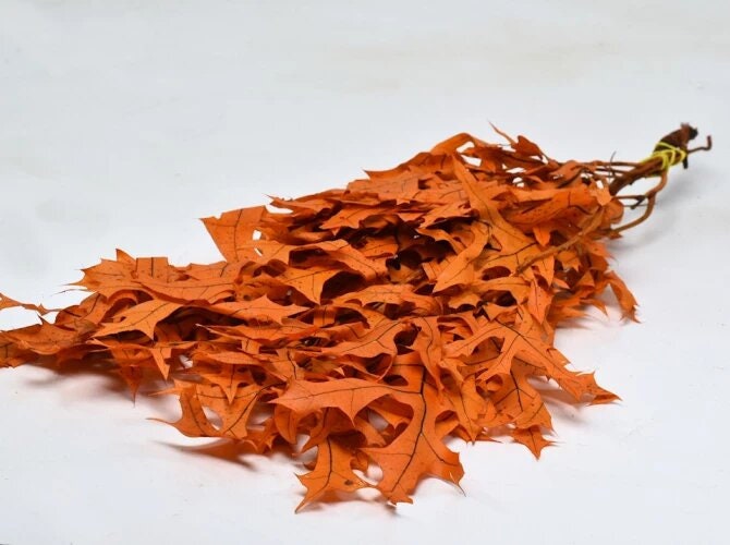 Preserved orange oak leave bunch 120g, preserved leap, autumn decoration