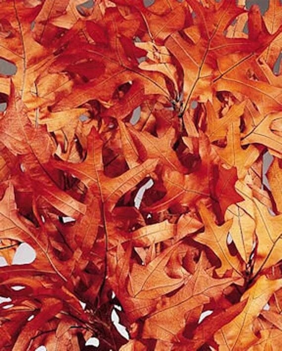 Preserved orange oak leave bunch 120g, preserved leap, autumn decoration