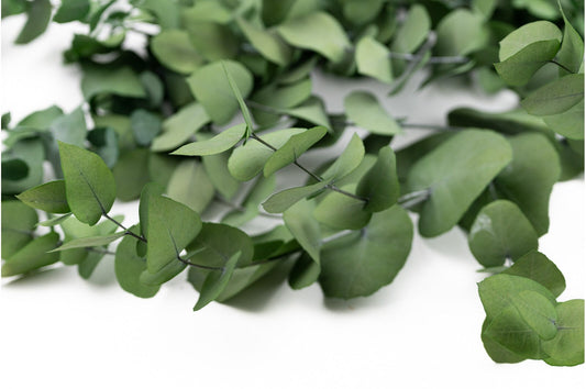 Preserved eucalytus green natural color 100-120g/ bunch