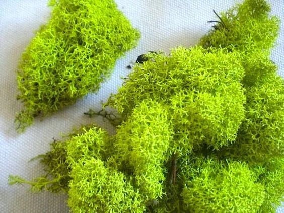 Lime green preserved reindeer moss, wall moss tool, wall decoration DIY, terrarium