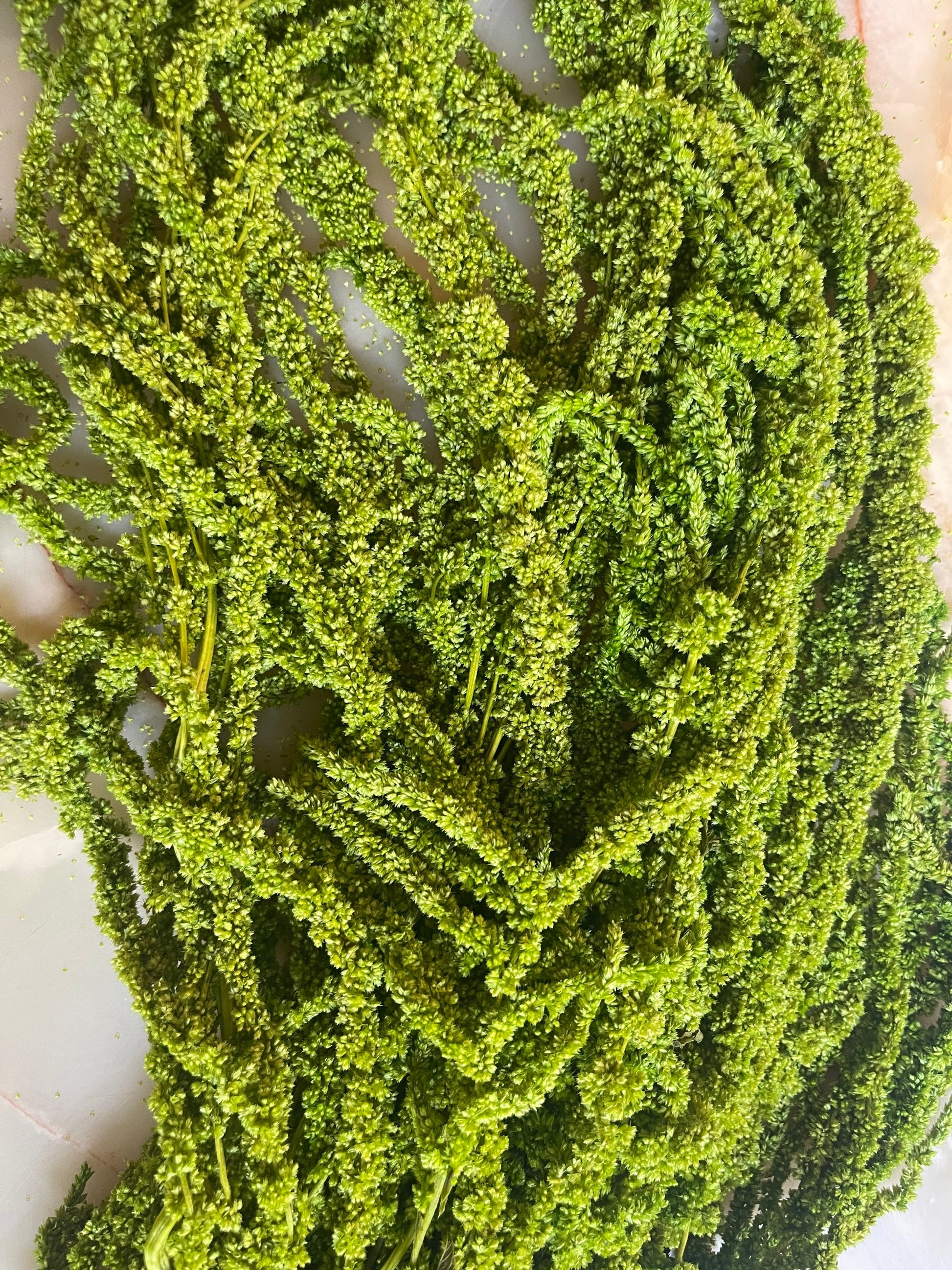 Hanging Amaranthus lime green - 6 -7 stems/ Preserved Wedding flower decor Living walls,