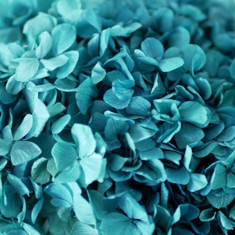 Preserved hydrangea Blue mint color