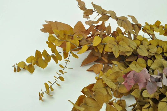 Preserved eucalytus stunatia autumn gradient 120g, preserved leaf, preserved foliage
