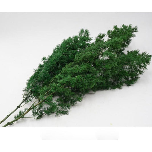 Preserved ming fern greenery natural color, wall decoration, ming fern stabilise