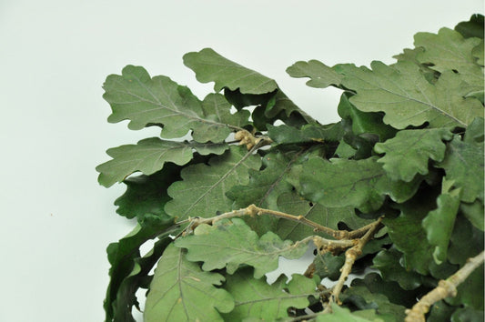Chêne stabilisé, preserved oak leaf, preserved foliage