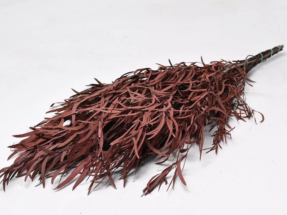 Preserved Red eucalytus nicoly, red bunch, preserved leaf, wall decor, kokedama tool