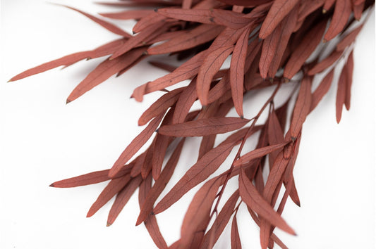 Preserved Red eucalytus nicoly, red bunch, preserved leaf, wall decor, kokedama tool