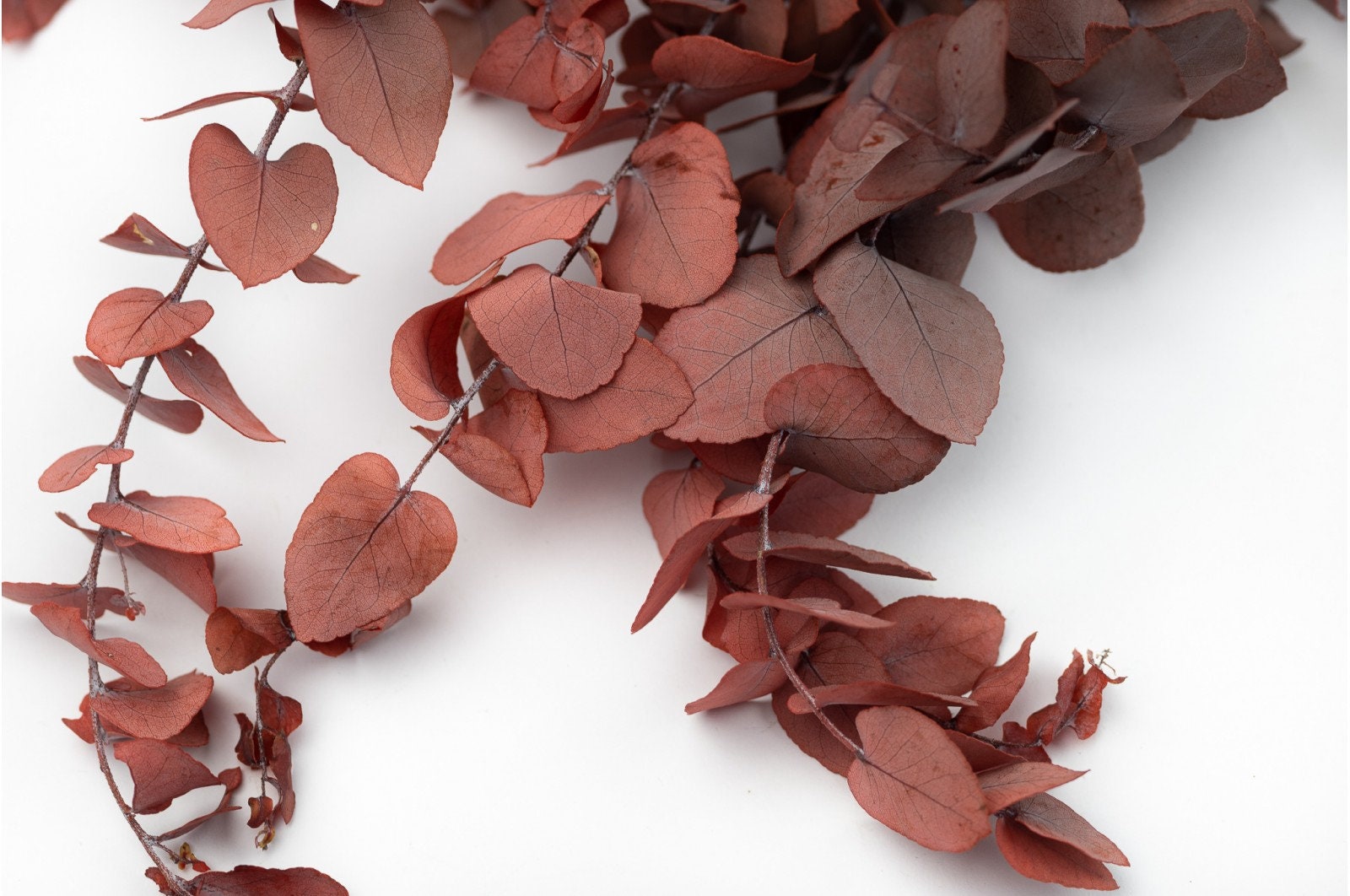 Preserved eucalyptus stuartiana red 120g, preserved leaf, preserved foliage