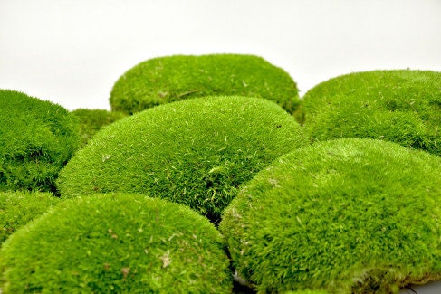 Preserved moss ball forest green, moss art, wall moss, DYI tool, decoration interieur