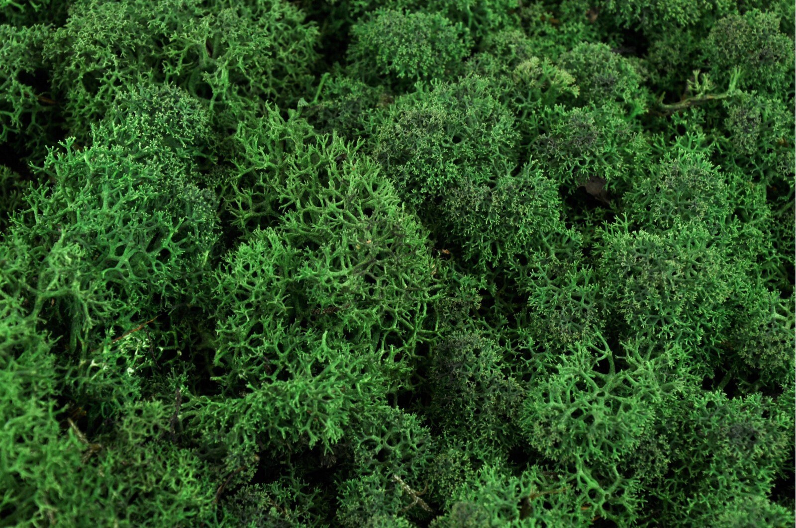 Reindeer Moss Dark forest Green, preserved moss, wall decoration